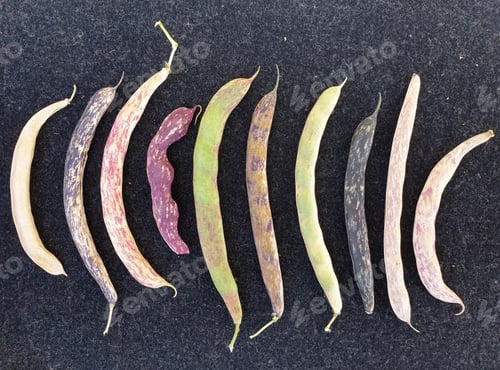 Preview: High angle shot of colorful kidney beans pod, Group of colorful kidney beans pod