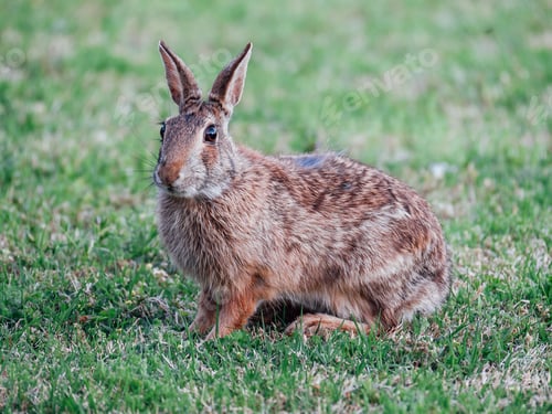 Preview: Closeup of a cute rabbit playing on the grass