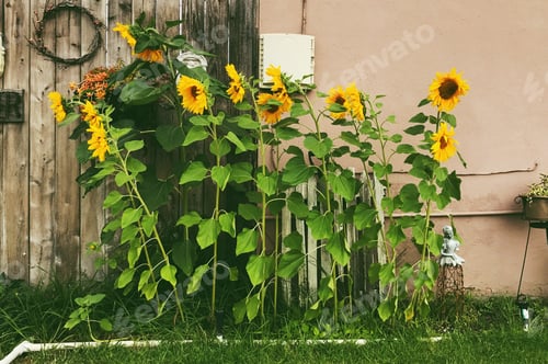 Preview: Sunflowers