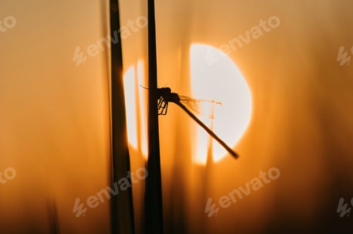 Preview: Silhouette of damselfly among the warm light of sunset