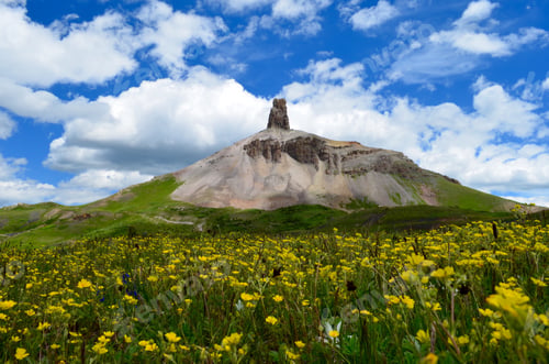 Preview: Colorado Wildflowers blooming at the base of Lizard Head mountain.