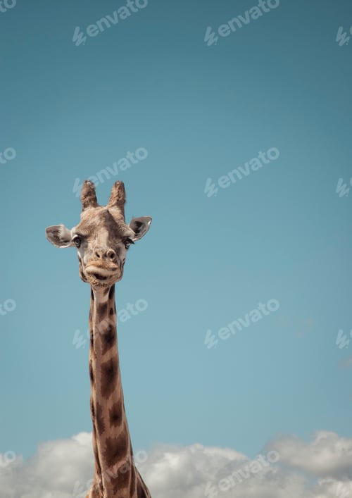 Preview: Portrait of giraffe and blue sky