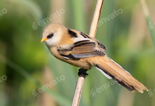 Preview: Bearded reedling, Panurus biarmicus. A young male sits on a reed stalk