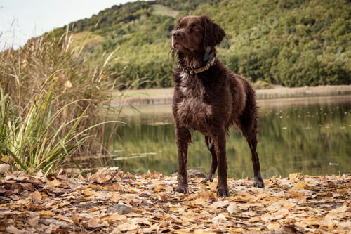 Preview: Breton hunting dog