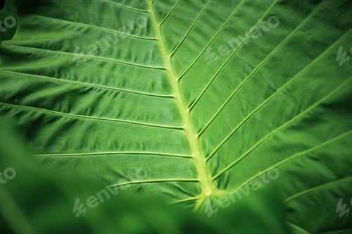 Preview: abstract texture background of green leaf
