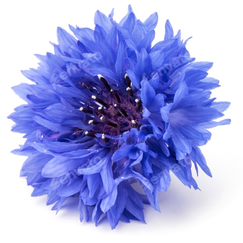 Preview: Blue Cornflower Herb or bachelor button flower head isolated on white