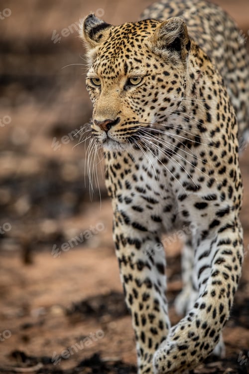 Preview: Close up of a female Leopard's head.