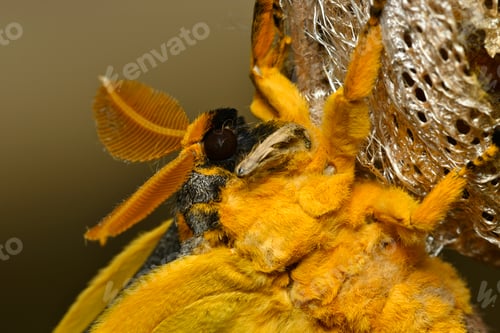 Preview: Comet or moon moth, Argema mittrei, butterfly native to the forests of Madagascar.