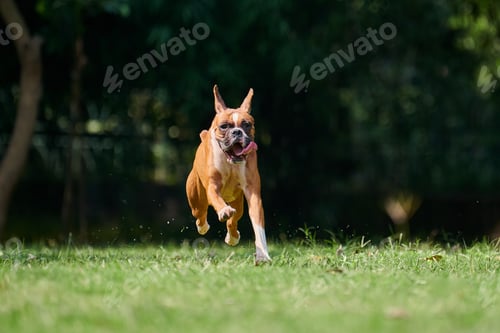 Preview: Boxer dog running and jumping on green grass summer lawn outdoor park walking with adult pet