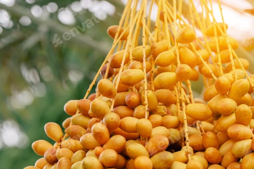Preview: Dates palm branches with ripe dates