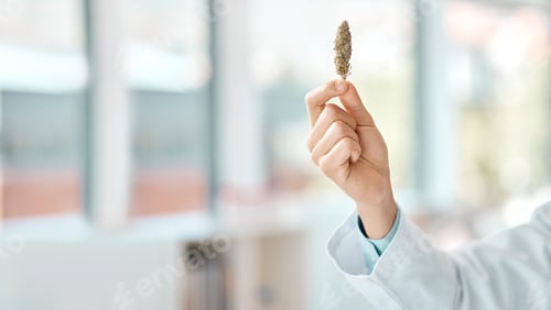 Preview: Closeup shot of an unrecognisable scientist holding a marijuana bud in a lab