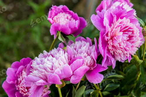 Preview: Beautiful Japanese-shaped peony flowers with pink petals and delicate yellowish stamens