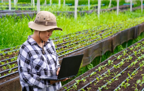 Preview: Young female farmer using laptop to record growth data of various vegetables in organic farm