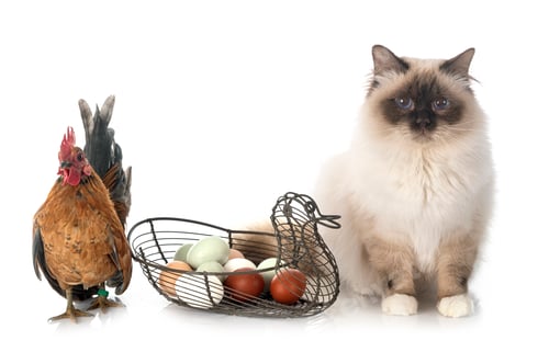Preview: birman cat and rooster