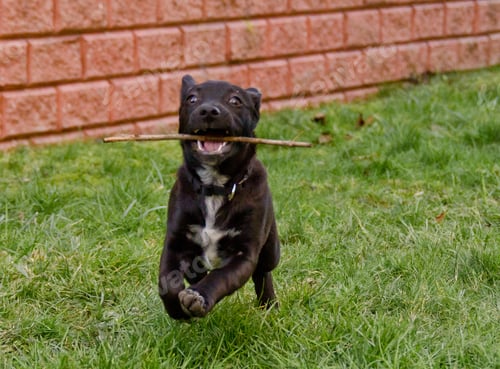 Preview: An awesome, cute little black half breed puppy playing and running in the green grass of a garden