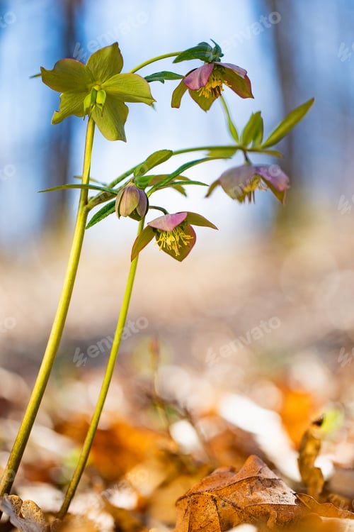 Preview: wild flowers in early spring