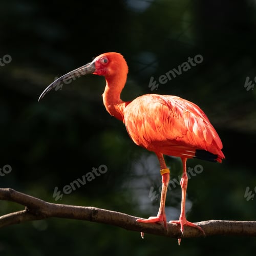 Preview: Vibrant Scarlet ibis perched atop a tree branch in its natural habitat