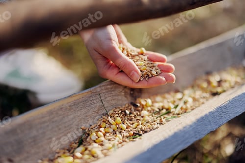 Preview: A woman works on a farm and feeds her chickens with healthy food, putting young, organic grass and