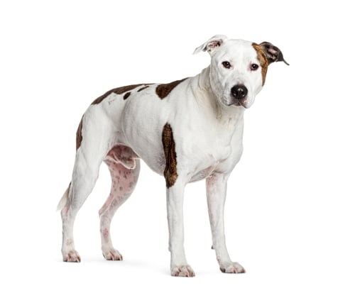 Preview: American staffordshire terrier standing and looking alert on white background