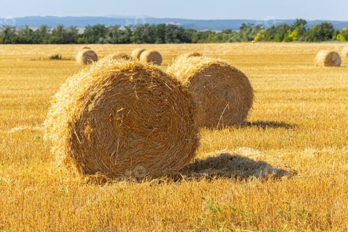 Preview: Golden hay bales in countryside