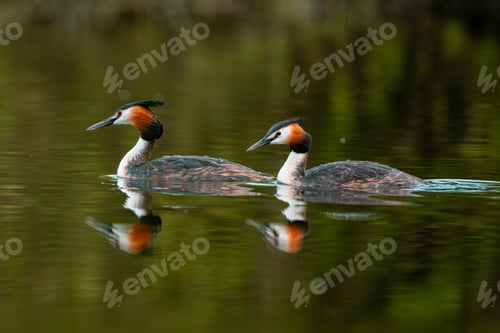 Preview: Two Great Crested Grebe Birds