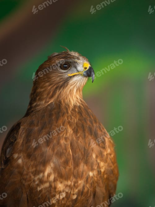 Preview: Portrait of a bird at zoo in Sochi, Russia