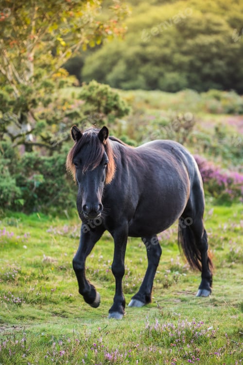 Preview: wild horse walk in countryside