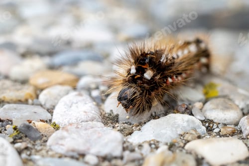 Preview: Caterpillar moving over rocks and gravel in a garden