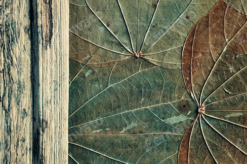 Preview: Old dried leaves and wood background.