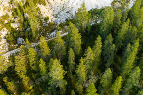 Preview: Top view of high spruce at the foot of the mountain slope