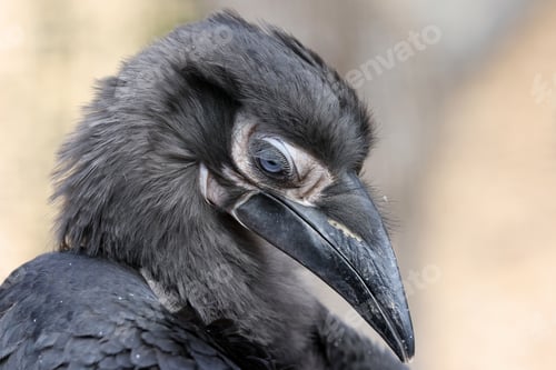 Preview: Young Southern ground hornbill close up shot