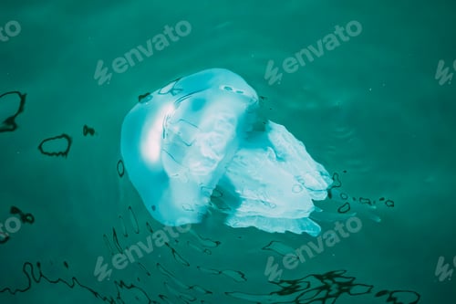 Preview: Batumi, Adjara, Georgia. Rhizostoma Pulmo In Sea Water. Fauna Of