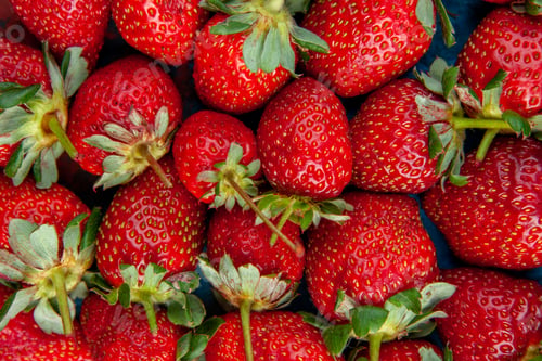 Preview: top view red strawberries on a blue background red wild tree photo color summer berry