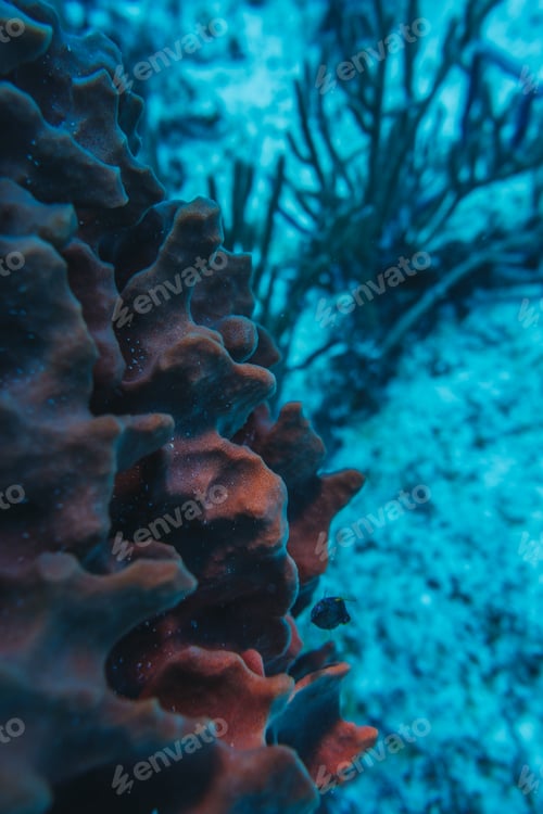 Preview: coral reef macro ,texture, abstract marine ecosystem background on a coral reef