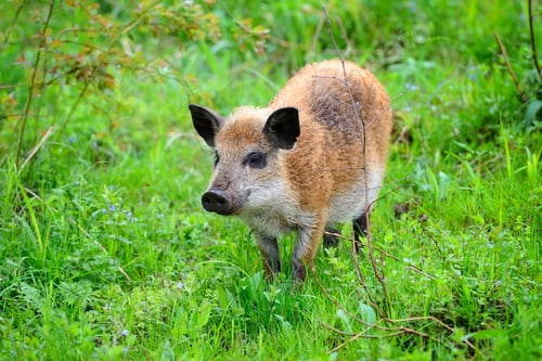 Preview: Young wild boar in the spring forest