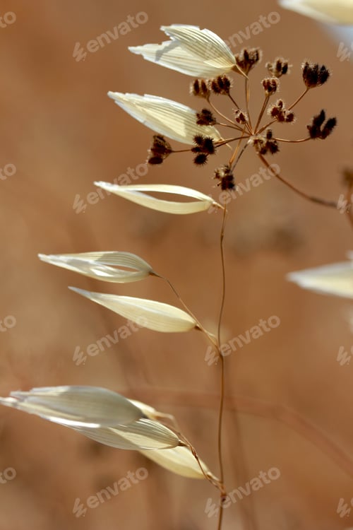 Preview: Macro image of wild plants.