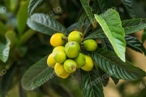 Preview: Healthy Medlars in fruit tree.