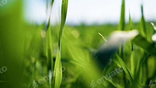 Preview: The Minimalistic Beauty Of The Green Grain
