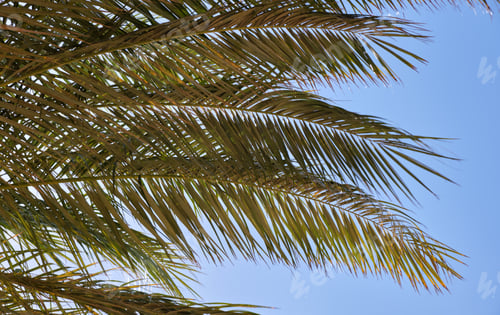 Preview: Beautiful green coconut palm trees on tropical beach against blue sky. Summer vacation concept