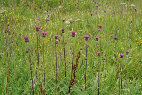 Preview: Scenic view of purple flowering thistle flowers in a field, Cirsium heterophyllum