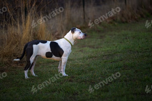 Preview: Horizontal shot of a black and white pit bull standing in a green field at the Henry Hollow dog park