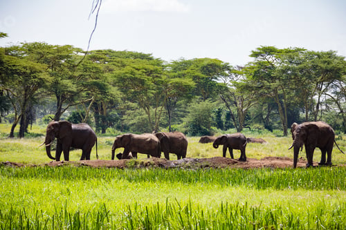 Preview: African Elephant Savannah Grassland Landscapes Wildlife wild Animal