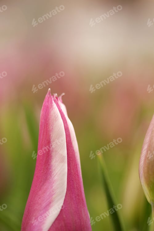 Preview: Tulip