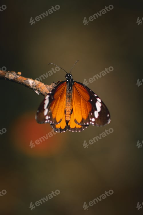 Preview: Vibrant Plain Tiger butterfly perched atop a branch in a lush forest setting