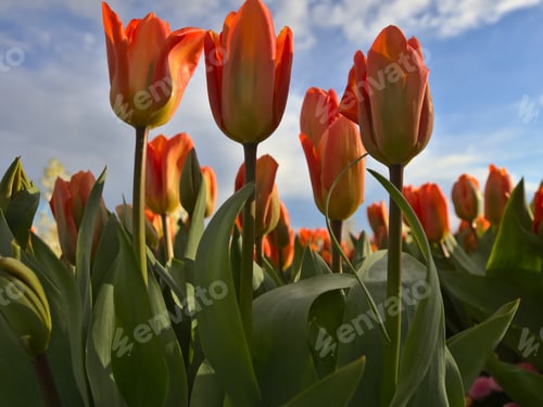 Preview: Tulips