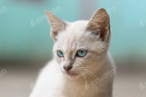 Preview: Portrait of Gray brown stray kitten (homeless cat) and blue pastel tone background.