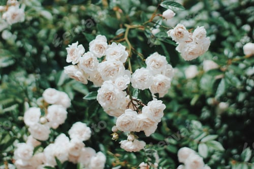 Preview: White roses