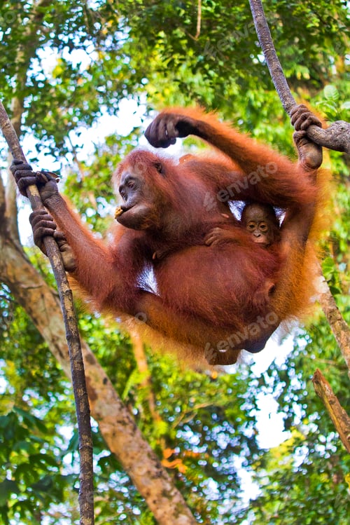 Preview: Orangutan, Tanjung Puting National Park, Indonesia