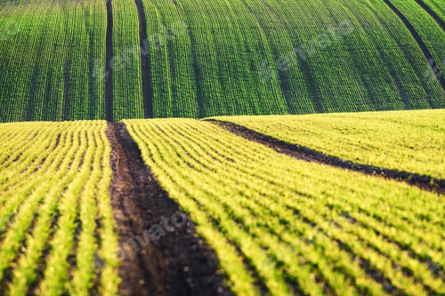 Preview: Green wheat rows and waves of the agricultural fields