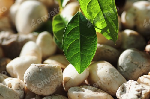 Preview: Green leaf and white pebble